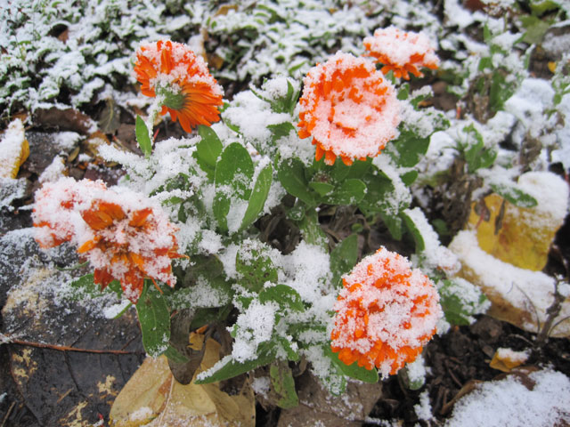 2017_Kräutergarten_Winterimpressionen05_Ringelblume.jpg