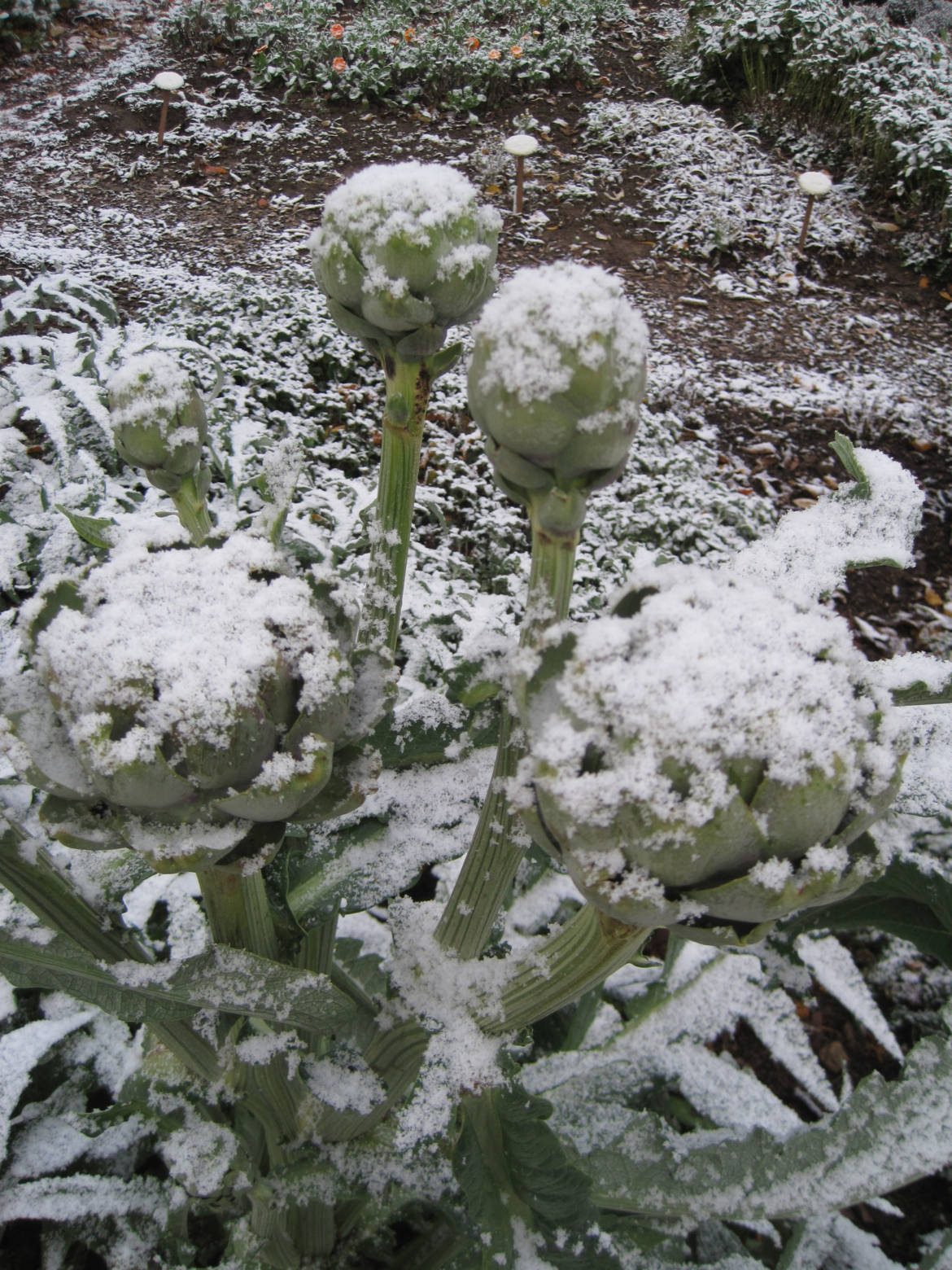 2017_Kräutergarten_Winterimpressionen07_Artischoken.jpg